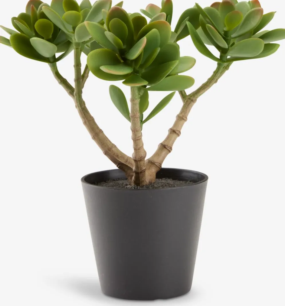 JOSTEINPlanta artificial JOSTEIN A23cm Crassula ovata